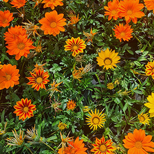 Gazania 25 Plants